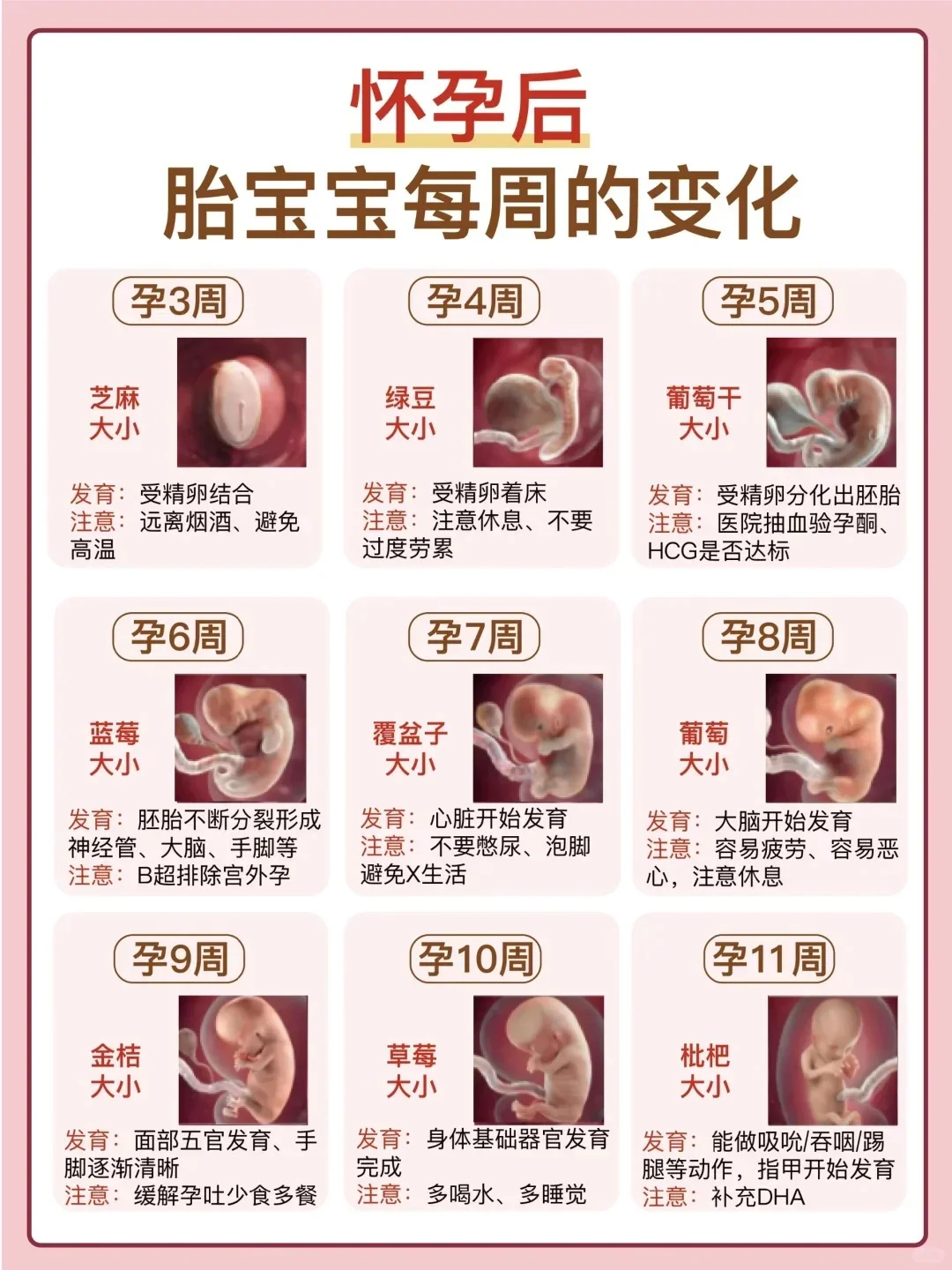 不同时期宝宝的大小生长状态,最全代孕公司排名,代孕哪里做的最好
